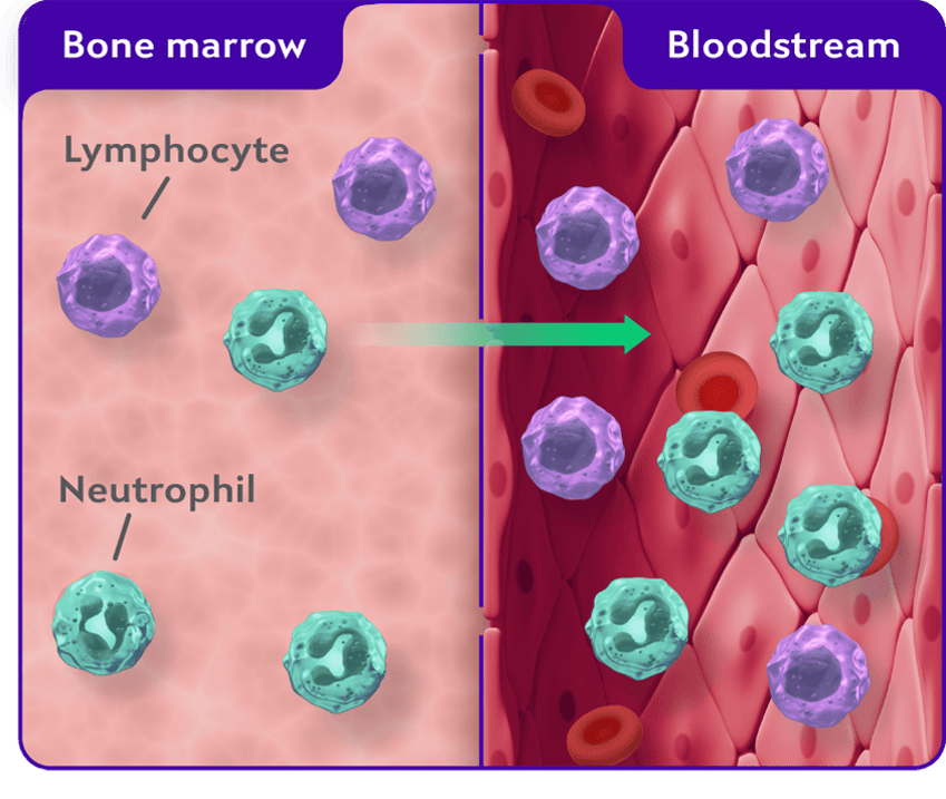 Bone marrow/bloodstream graphic illustrating healthy CXCR4 pathway