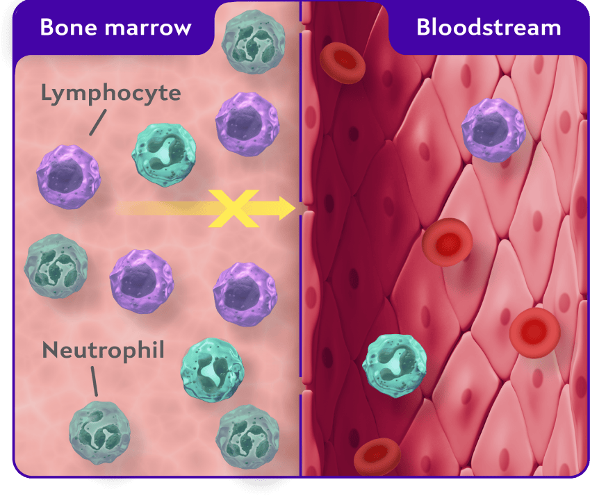 Bone marrow/bloodstream graphic illustrating unhealthy CXCR4 pathway